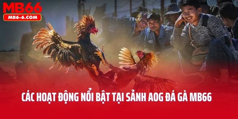 Các hoạt động nổi bật tại sảnh AOG đá gà MB66