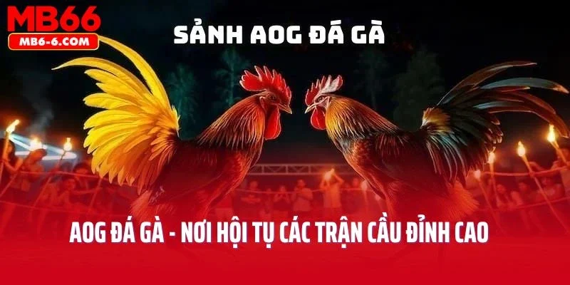 AOG Đá Gà - Nơi Hội Tụ Các Trận Cầu Đỉnh Cao Của Những Chiến Kê