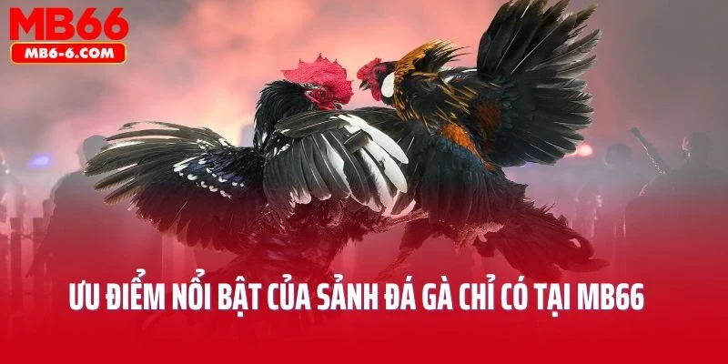 Ưu điểm nổi bật của sảnh đá gà chỉ có tại MB66